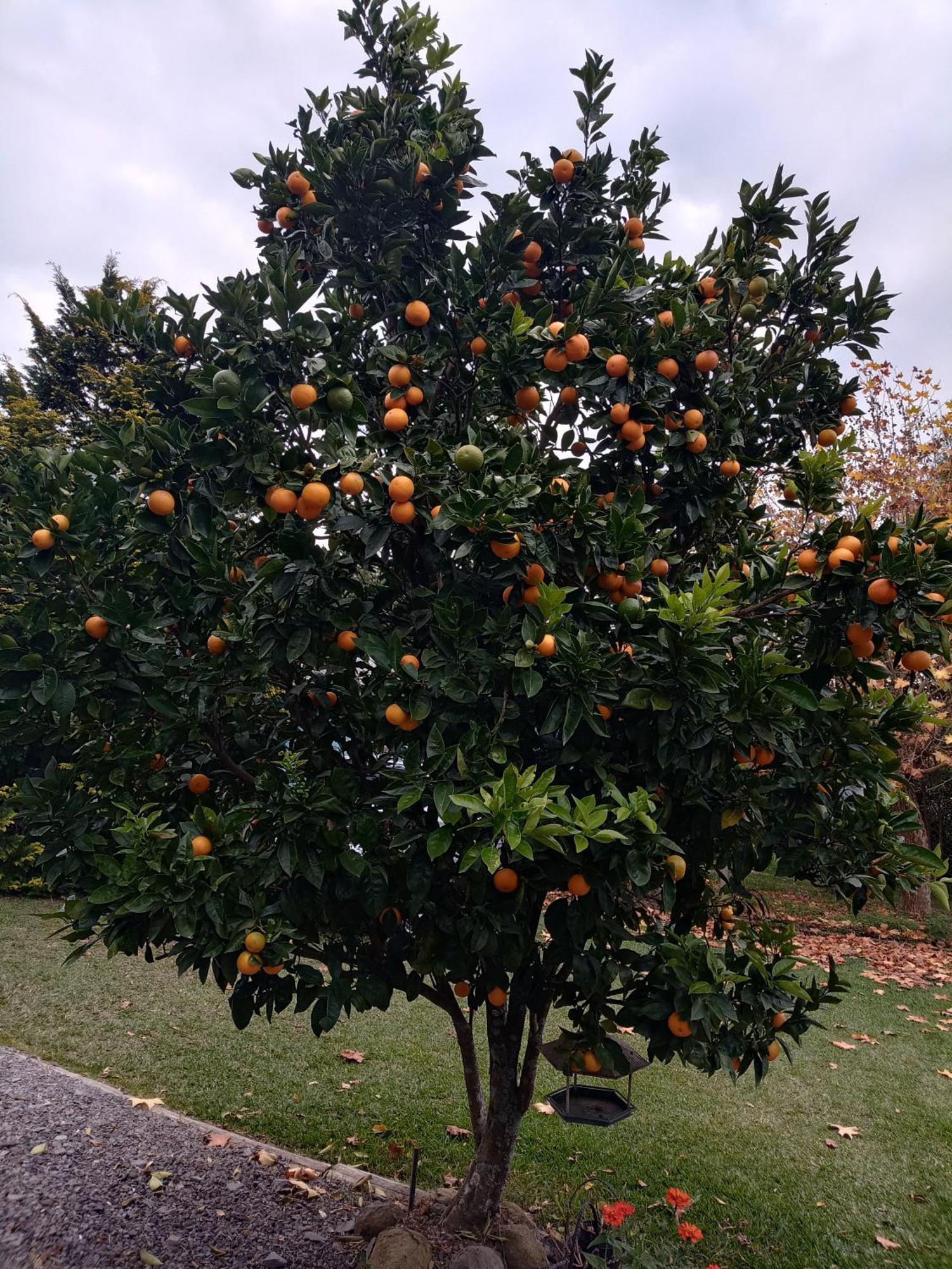 Hospedagem Da Laranjeira Gramado Eksteriør bilde